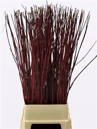 <h4>Cornus Alba Sibirica</h4>