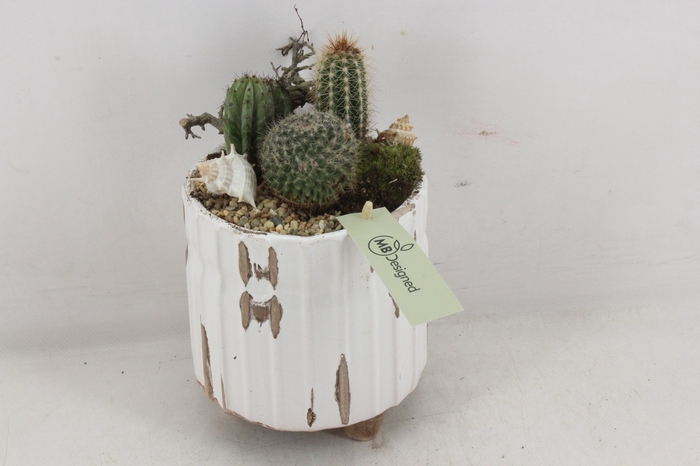<h4>arr2 Cactus MB20 - Ker. pot ribbel pootjes x4</h4>