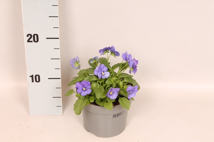 <h4>Viola cornuta 13 cm True Blue</h4>