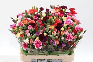 <h4>Dianthus sp rainbow (mixbunch)</h4>
