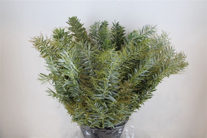 <h4>Mimosa Luna D'argento P Bunch</h4>