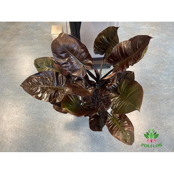 <h4>Philodendron Red Congo 35Ø 120cm</h4>