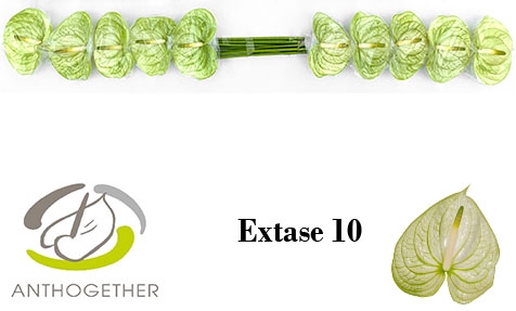 <h4>Anthurium extase</h4>