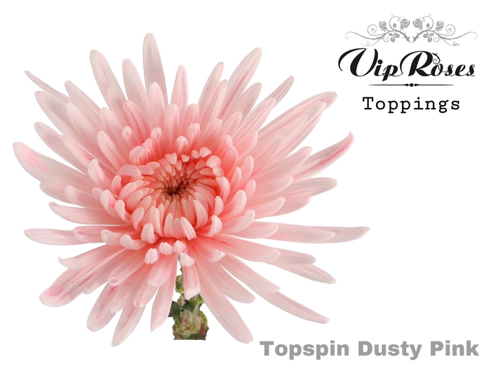 <h4>CHR G TOPSPIN DUSTY PINK</h4>