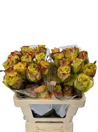 <h4>Rosa ec journey</h4>