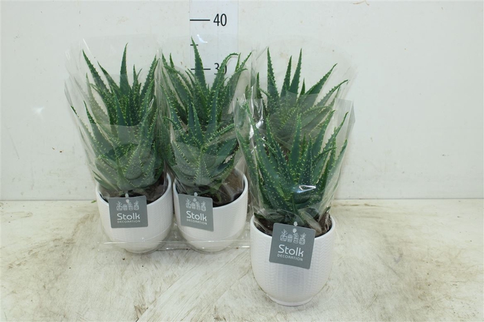 <h4>Aloe Arborescens Liv Keramiek</h4>
