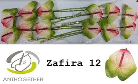 <h4>Anth A Zafira 12</h4>