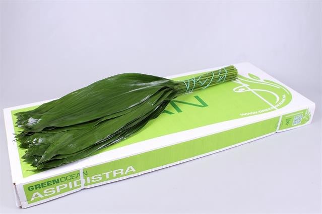 <h4>Leaf aspidistra Green Ocean</h4>