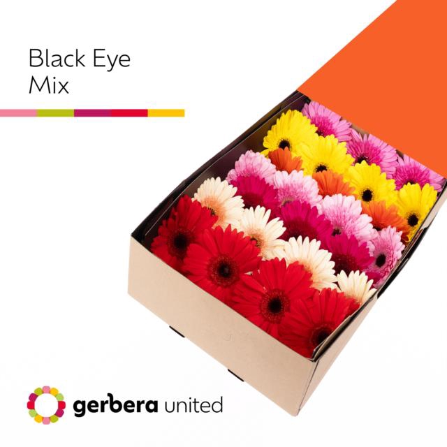 <h4>Gerbera mix in row</h4>