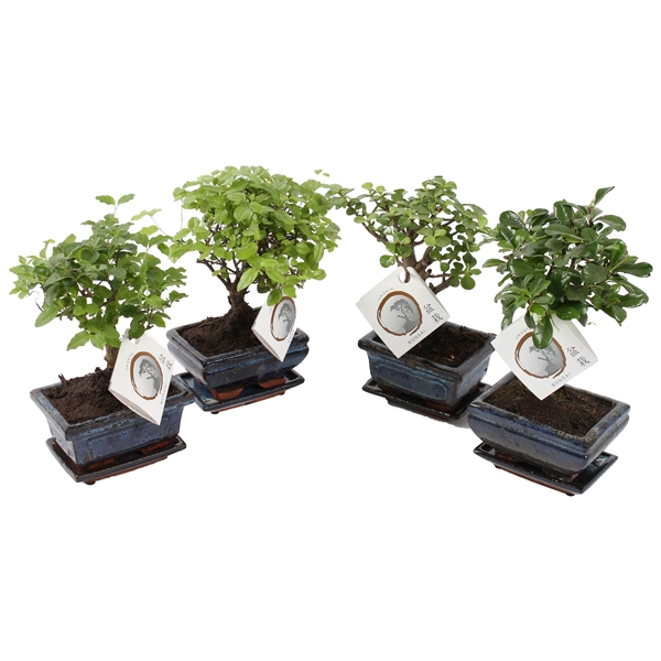 <h4>Bonsai Mixed in ø12cm Ceramic with Saucer</h4>