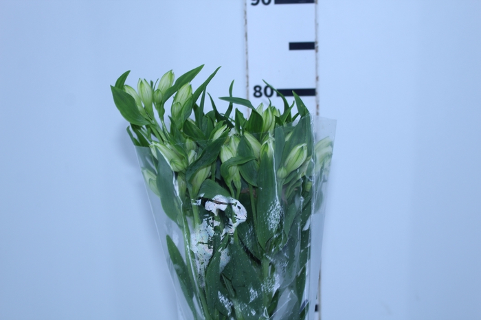 <h4>ALSTROEMERIA AVALANGE 080 CM</h4>