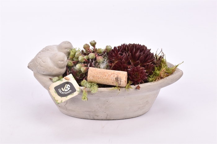 <h4>Arr. Sempervivum L%</h4>