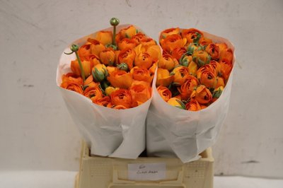 <h4>Ranunculus clooney lambada</h4>