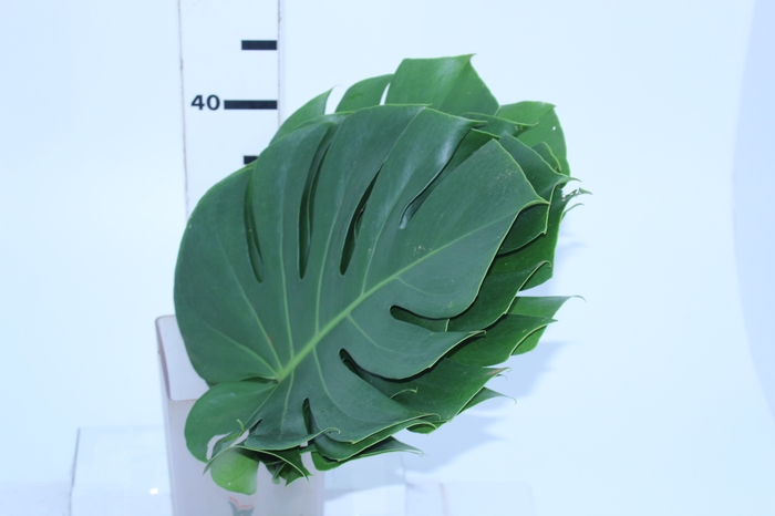 <h4>FOLHAGEM MONSTERA DELICIOSA 030 CM</h4>