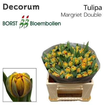<h4>Tulipa do margriet double</h4>