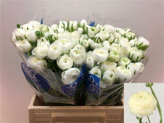 <h4>Ranunculus elegance white</h4>