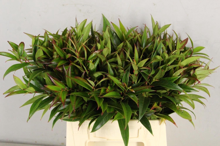 <h4>Leucothoe walteri r. rood</h4>