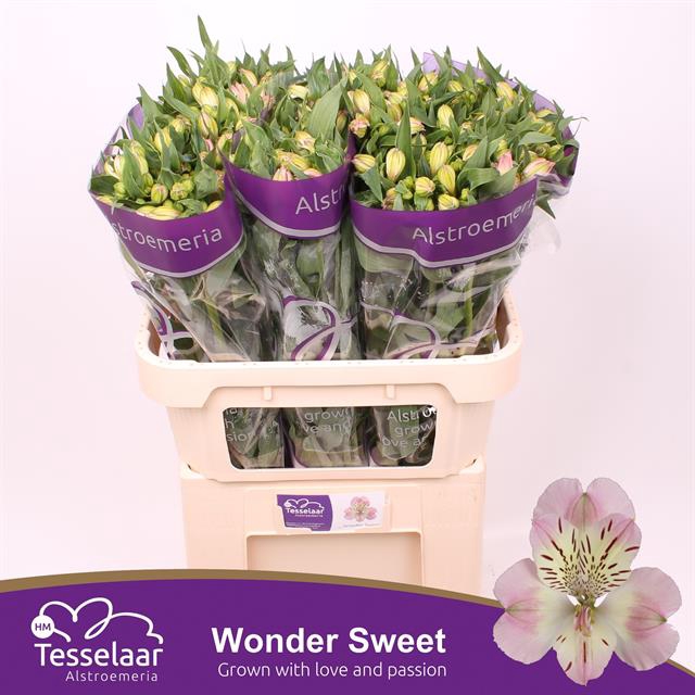 <h4>Alstroemeria wonder sweet</h4>