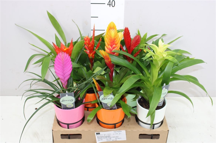 <h4>Bromelia Gemengd In Metal Stand</h4>