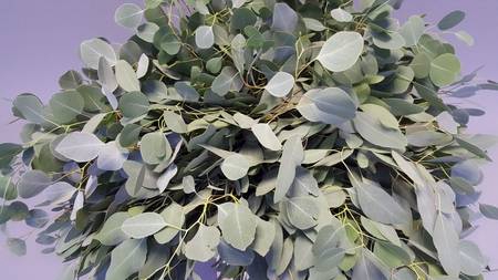 <h4>Leaf eucalyptus populus per bunch</h4>