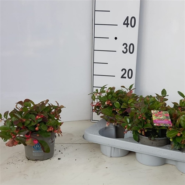 <h4>Gaultheria procumbens</h4>