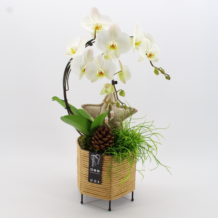 <h4>PHALXM-2302 Phalaenopsis Xmas</h4>