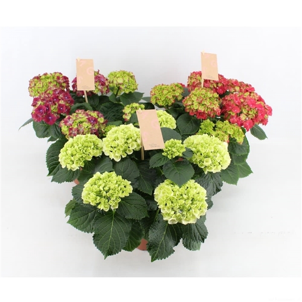 <h4>Hydrangea Hi Pure Mix 5/6 flowers</h4>