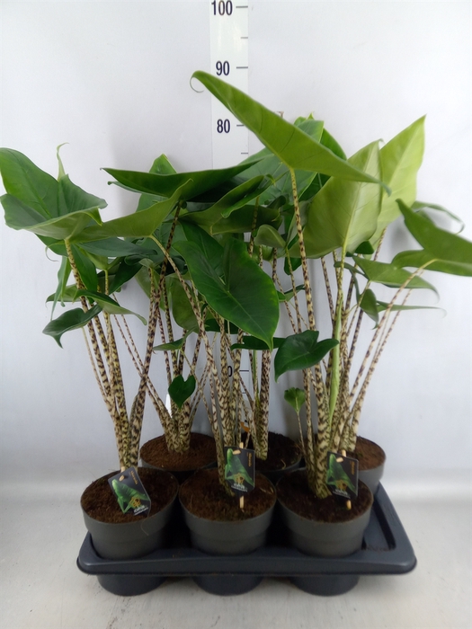 <h4>Alocasia zebrina</h4>