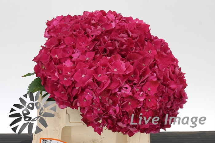 <h4>Hydrangea my mon amour</h4>