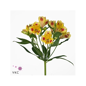 Alstroemeria Bali