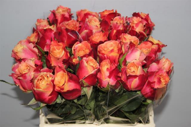 <h4>Rosa la 3D</h4>