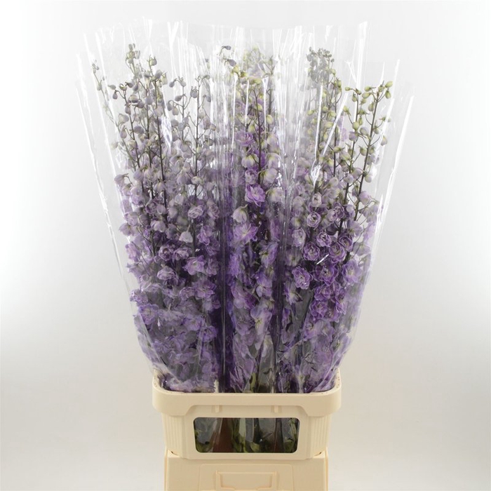 <h4>Delphinium do dev mojo magenta</h4>