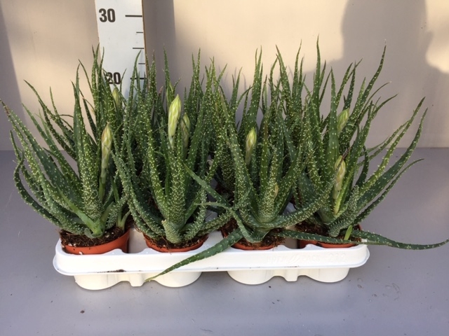 <h4>Aloe humilis</h4>