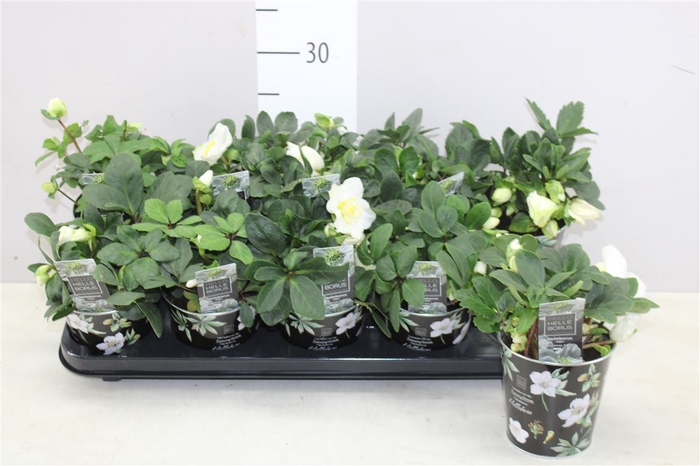 <h4>Helleborus Ni Chr Carol 5+ In Zinken Emmertje</h4>