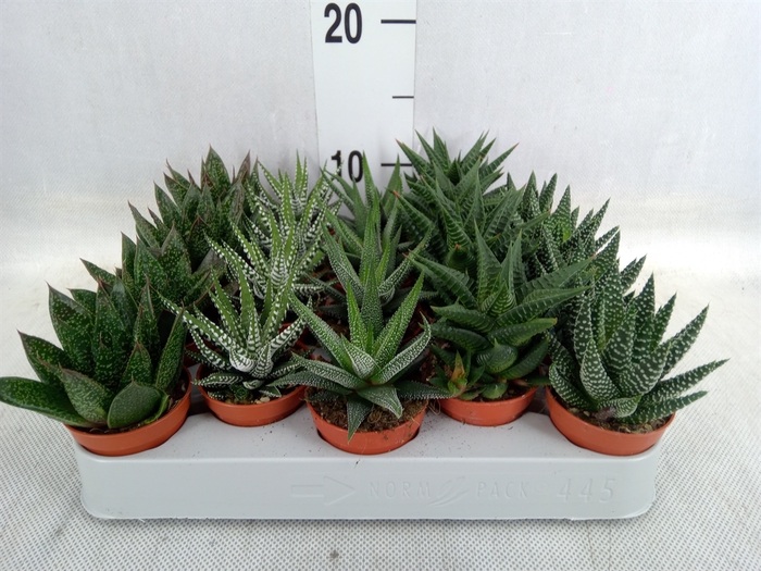 <h4>Aloe   ...mix</h4>