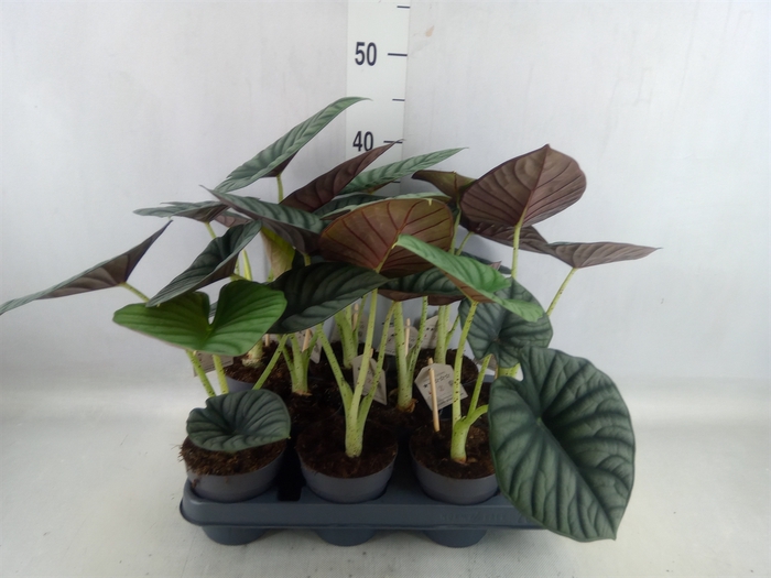<h4>Alocasia   ...</h4>