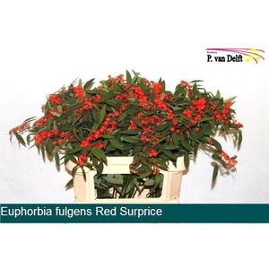 EUPH F T RED SURPRIS