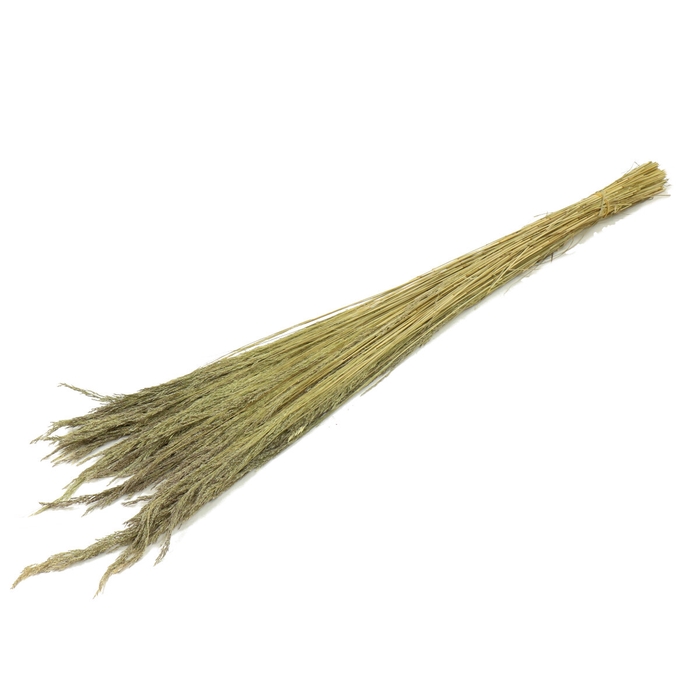 <h4>Dried flowers Erba grass 70cm</h4>
