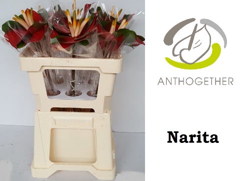 <h4>Anthurium narita</h4>