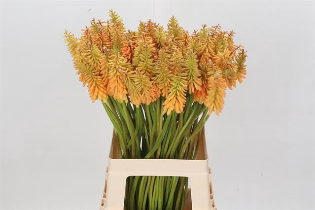 <h4>Kniphofia magical golden torch</h4>