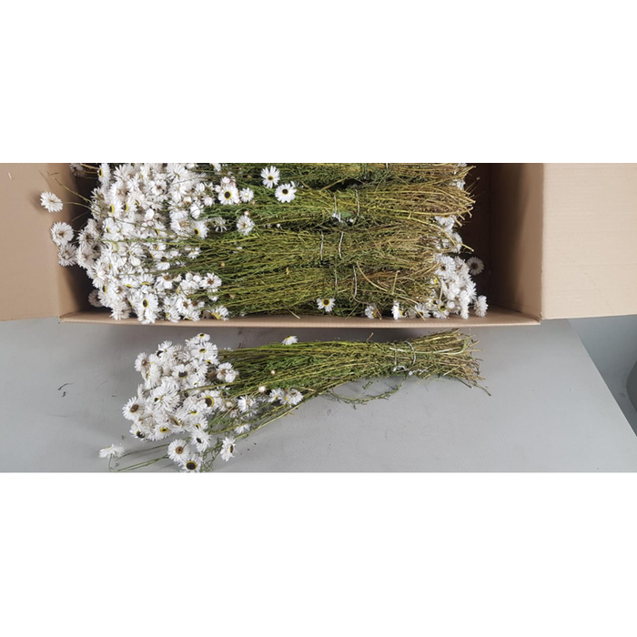 <h4>Df Acrolinium Bs White</h4>