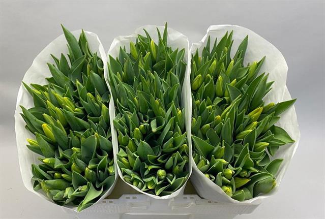 <h4>Tulipa si strong gold</h4>