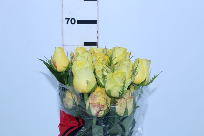 <h4>ROSA GOLDEN TOWER 060 CM AMARELO ESTUFA</h4>