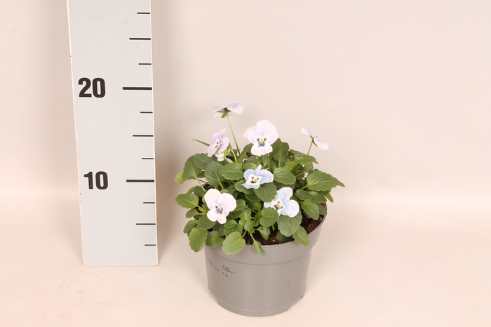 <h4>Viola cornuta 13 cm Marina</h4>