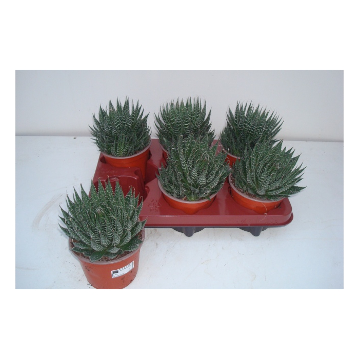 <h4>Aloe Aristata (Cites) 12Ø 15cm</h4>