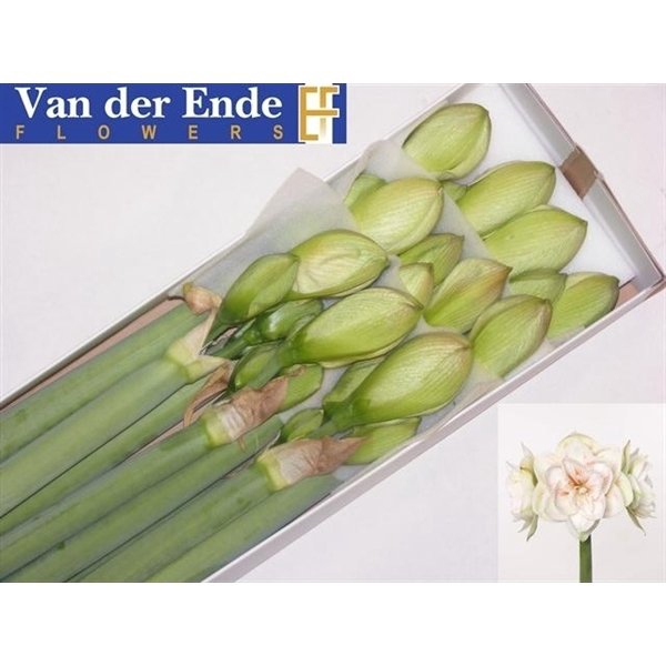<h4>Hippeastrum double nymph</h4>