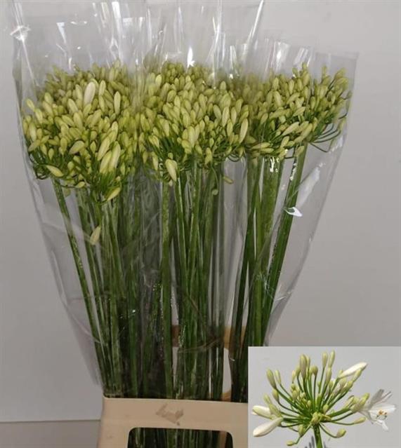 <h4>Agapanthus gletsjer</h4>