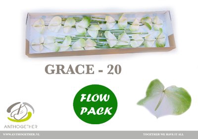 <h4>Anthurium grace</h4>