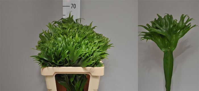 <h4>Lettuce Fern (mg)</h4>