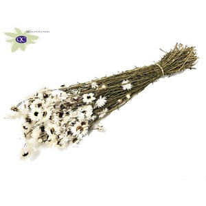Acrolinium natural white per bunch